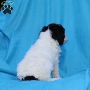 Stella, Cockapoo Puppy